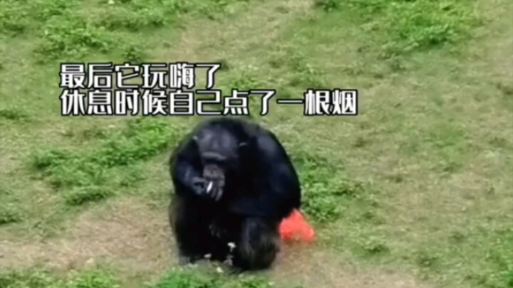 Super influencer besar di Nanning, Guangxi, “Diuona Xing”