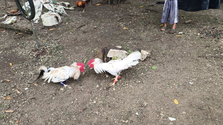 Leiper Grey x White Kelso VS White Kelso