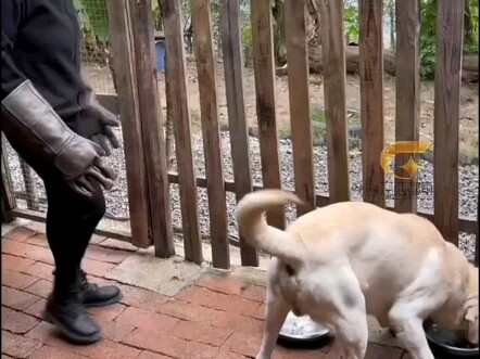 Con chó Labrador vừa mới mang về cứ hở ra là cắn người? Màn kịch hay bắt đầu rồi đây…