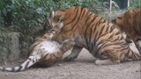 [Loài vật] Hổ Manchurian 1 tuổi chơi với mẹ