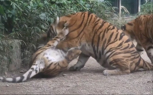 [Animal] 1-Year-Old Manchurian Tigers Playing with Mom