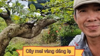 Làm Xẹo Mai Vàng Sau Cho Hiệu Quả