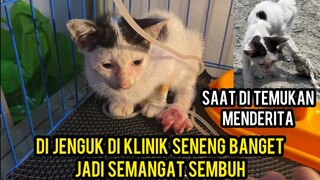 Anak Kucing Jalanan Kakinya Rusak Ini Kondisinya  Seneng Banget Di Jenguk Di Klinik..!