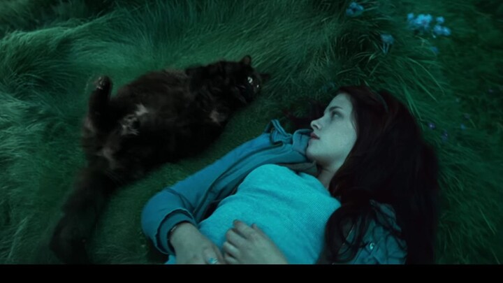 “ทไวไลท์” เวอร์ชันแมวเหมียว