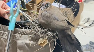 上大学还送三级小鸟，上不了吃亏，上不了上当，你值得拥有