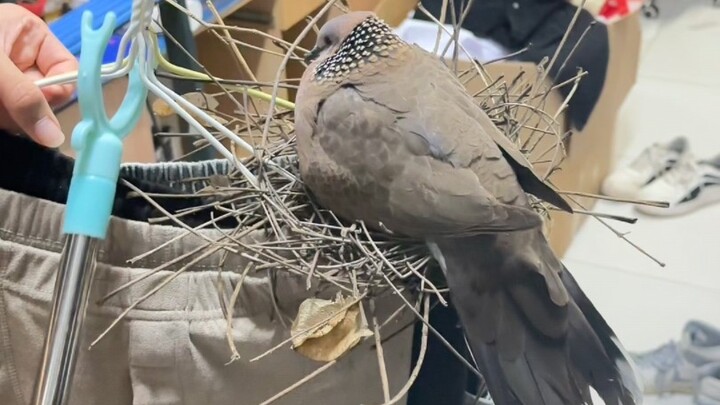 上大学还送三级小鸟，上不了吃亏，上不了上当，你值得拥有