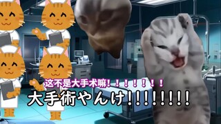 【熟肉】接受痔疮手术的故事 | 猫meme