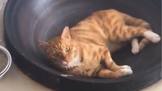 Kucing kecil hanya ingin menambahkan makanan untukmu kok