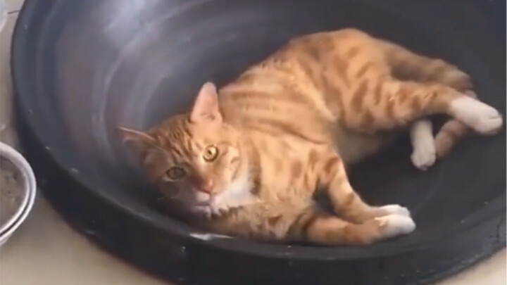 القطة الصغيرة تريد فقط أن تقدم لك وجبة إضافية.