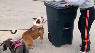 Dog Charlie really hates trash cans; whenever he sees one, he rushes over to knock it over.