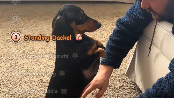 Animals Showing PURE LOVE: Cuddles, Guardians & Doggy Hugs That Melt Hearts