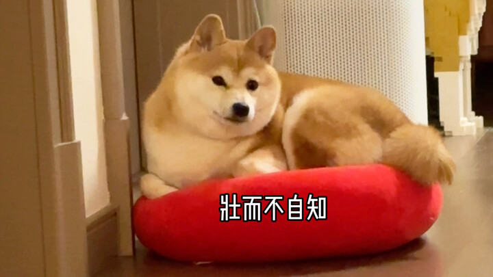 How can a little dog be so unaware of its own size?