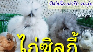 สัตว์เลี้ยงสวยงาม ขนนุ่มฟูน่ารัก ไก่ซิลกี้อเมริกา by คำเงินฟาร์ม