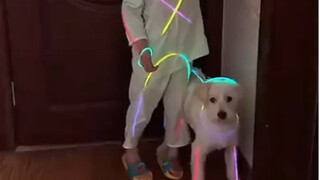 Dog: It suddenly got dark and I got kicked.