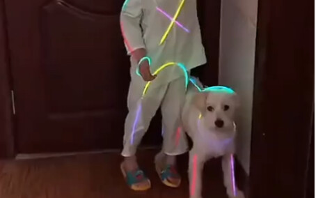 Chó: Trời đột nhiên tối và tôi bị đá.