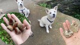 Climbing the mountain with two puppies followed