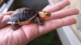 The Major Disadvantage of Raising Turtles!