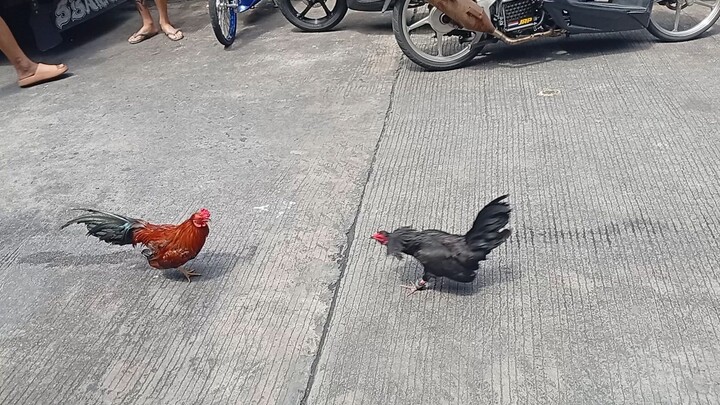 malatuba 2xwinner win