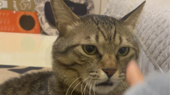 In the end, the little cat actually seemed to believe I could wield electrostatic magic—he didn’t ev