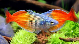 10 jenis ikan hias aquarium tanpa oksigen atau aerator