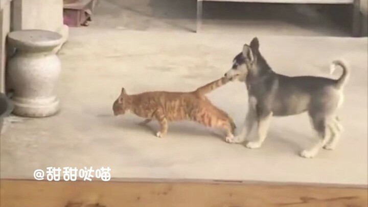 Ada alasan kenapa kucing dan anjing nggak bisa jadi teman!