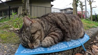 قطة سمينة تستمتع بغفوة مريحة على السجادة الصغيرة.