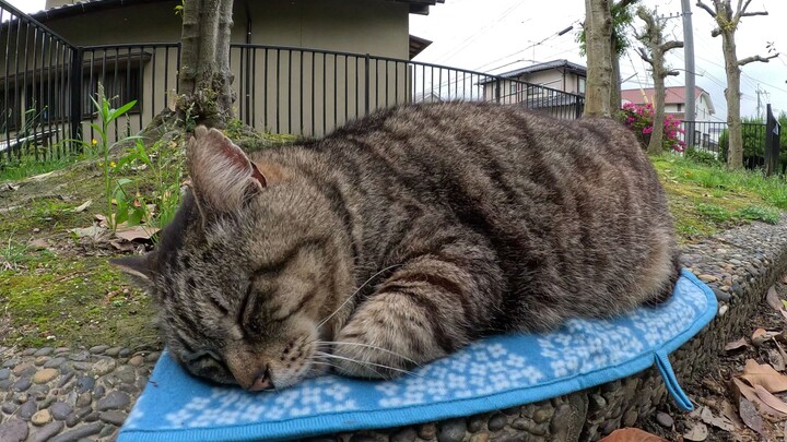 A chubby cat is comfortably dozing off on a small rug.