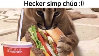 khi Hecker SIMP chúa :) #haihuoc