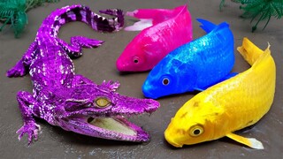 membersihkan keledai buaya ikan betta lele Stop motion ASMR warna-warni lucu bebek kodok