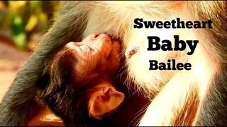 Sweet Baby Bailee Gotten Sweet Milk,Monkey Big Bertha Needs Extra Food For Making Milk​ To Her Baby