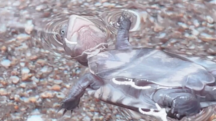 The New Skill of the Backstroke Turtle