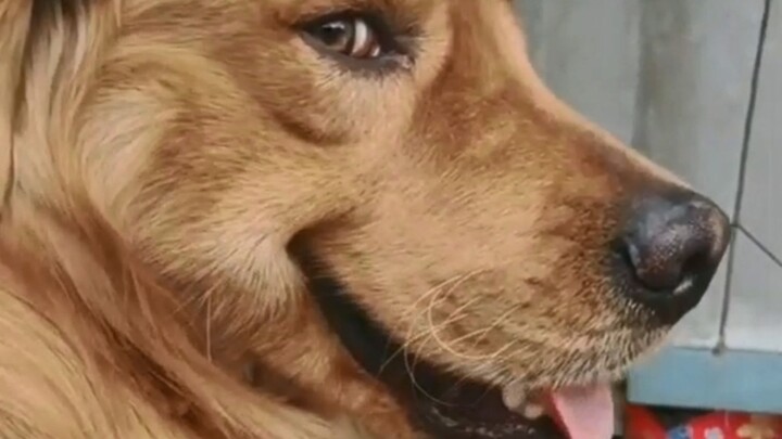 Nhìn qua ánh mắt ấy, chính là con chó mà cả đời này tôi chẳng thể có được!