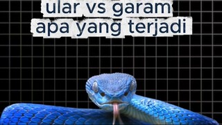 ular takut garam beneran atau borongan
