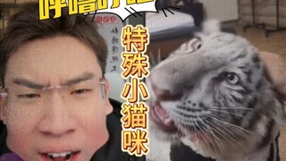 A kitten of a special breed from overseas, stunned by the sound of the fountain