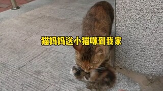 Pemilik toko baik hati memberi makan kucing sekali, ternyata keesokan harinya induk kucing langsung 