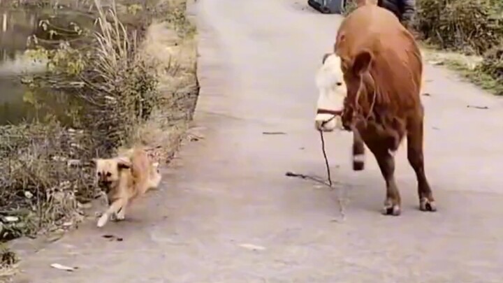 في اللحظة التي ركضت فيها عائدًا، ارتبك المالك أيضًا!