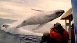 Whale Jumps Out Of Nowhere During Sight Seeing Tour, Don't Skip For The Exciting Part.