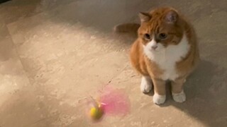 A Human Baby's First Experience Playing with a Cat