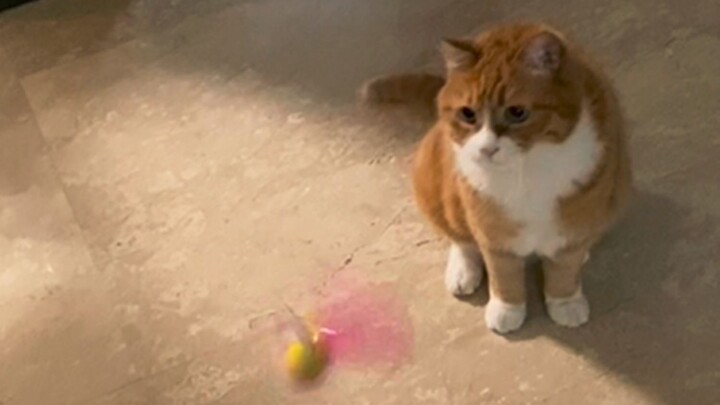 تجربة البشر الصغار الأولى في مداعبة القطط