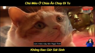 Chú Mèo Đi Tu Chỉ Ăn Chay Không Bao Giờ Sát Sinh | LT Review