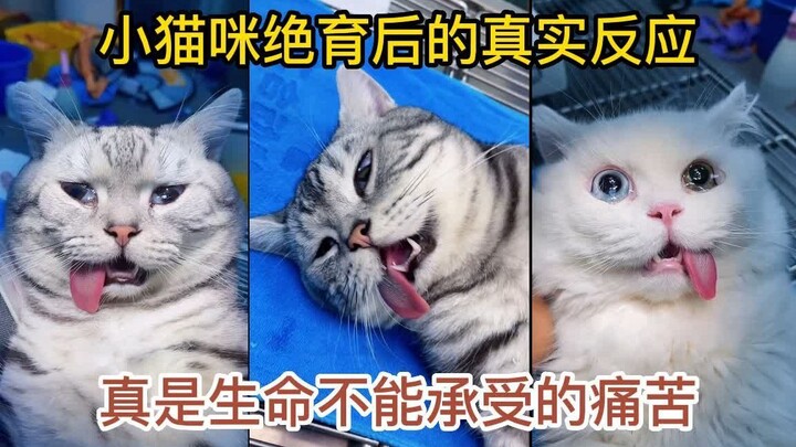 “When the cat finds out it’s been spayed/neutered: ‘Oh no, my happiness is gone!’”