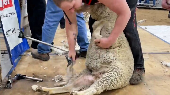 A gathering of coupon‑hunting masters: in 60 seconds, they shear a stubborn little fat sheep—just do