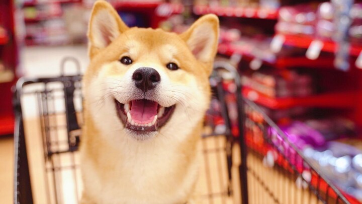 Đưa cún Shiba đi dự tiệc cún con, đang vui vẻ hớn hở bỗng dưng quay ra “phản chủ” lúc cuối?