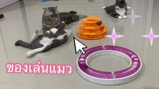 scottish fold cats ของเล่นแมว😻 toy cat