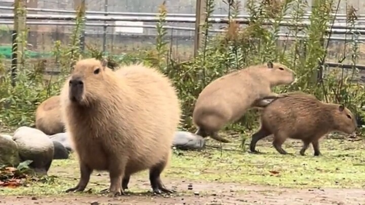 الكابيبارا الحقيقي لا ينظر أبدًا إلى الخلف.