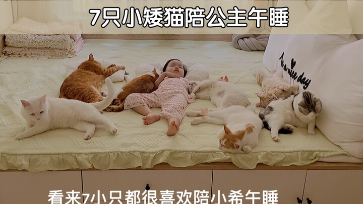 终于齐了！猫咪公主的7只小矮猫都来陪她午睡啦！