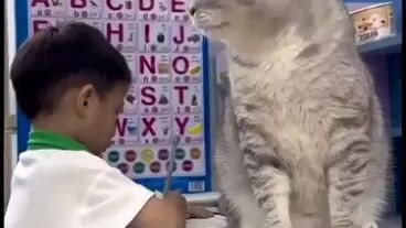 kucing gemuk pengen di manja
