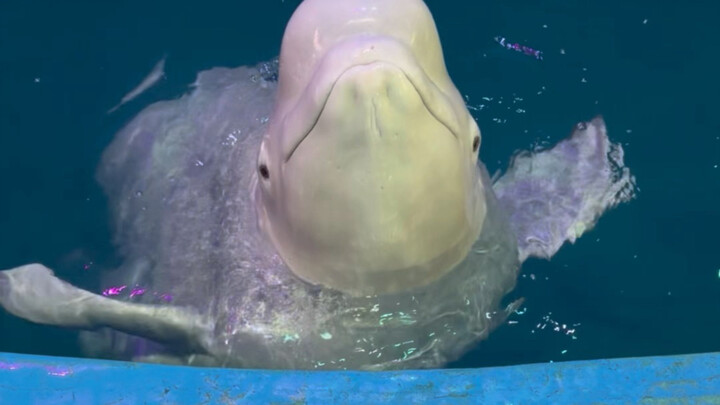 Xiao Hei’s being really generous this time—she didn’t just hand all the ice cubes to Da Bai; she eve