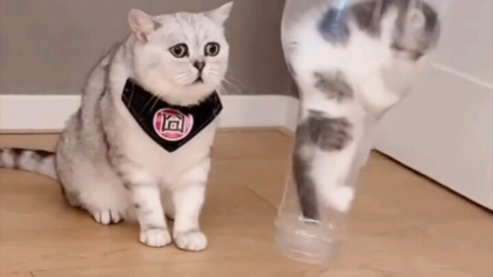 แม่แมว: หนักใจจะตาย ไอ้คนเก็บขี้รีบออกมาเดี๋ยวนี้เลยนะ 😩