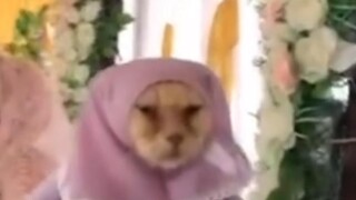 【Funny daily life of Earth creatures#135】